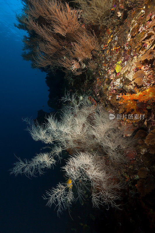 就像一件新娘礼服——印度尼西亚马鲁古Wetar岛Deep Overhang的黑珊瑚美人Antipathes sp.